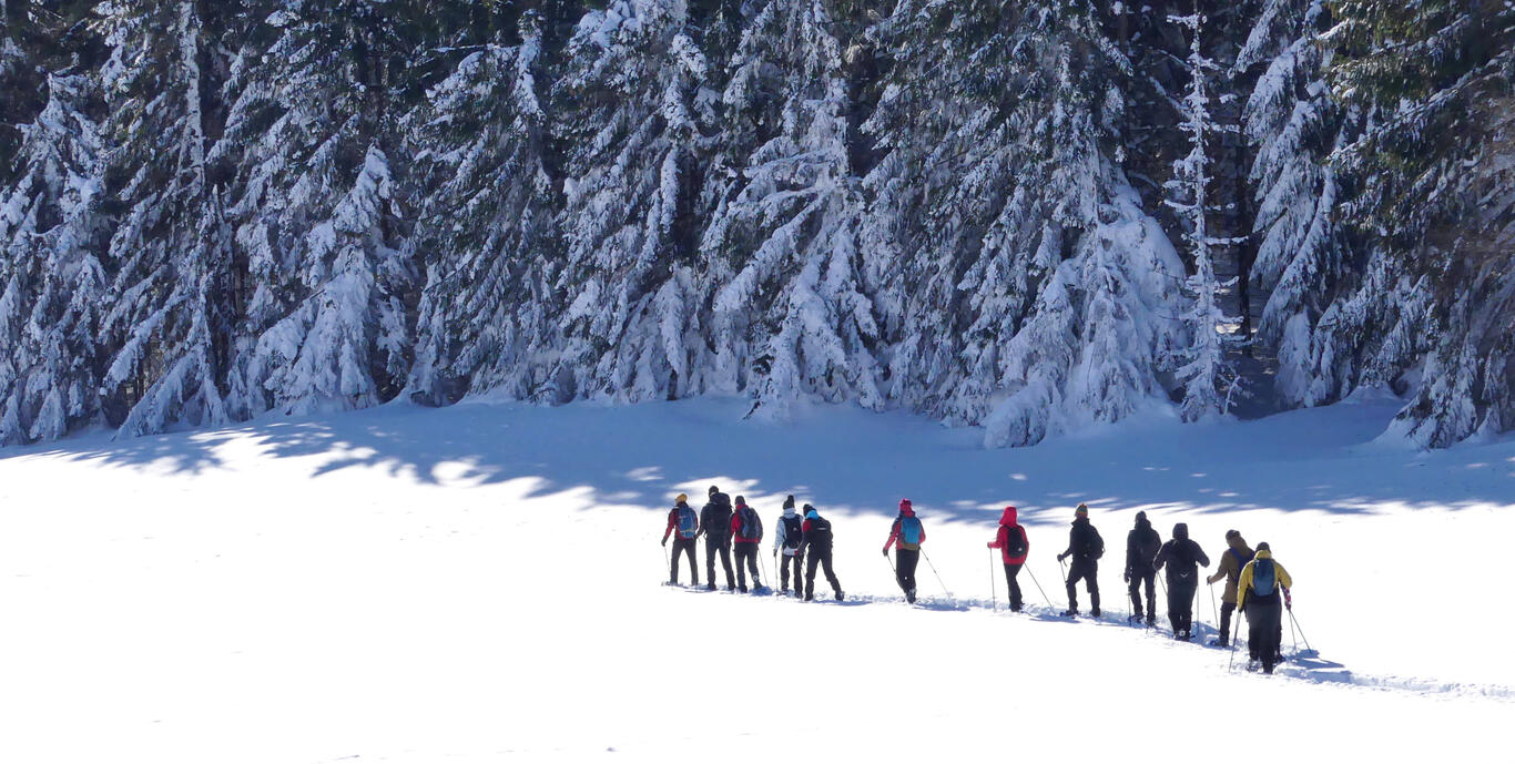 mogâldețe colorate