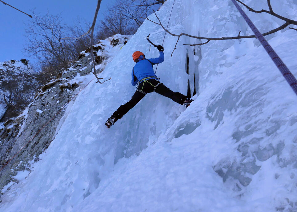 ciocănitoarea de gheață