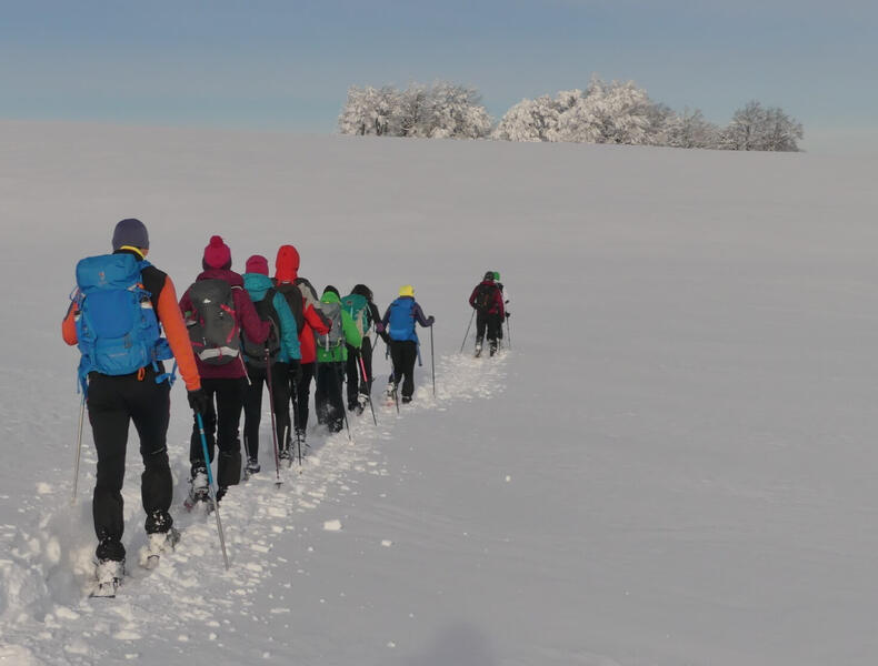 către pădurile semețe